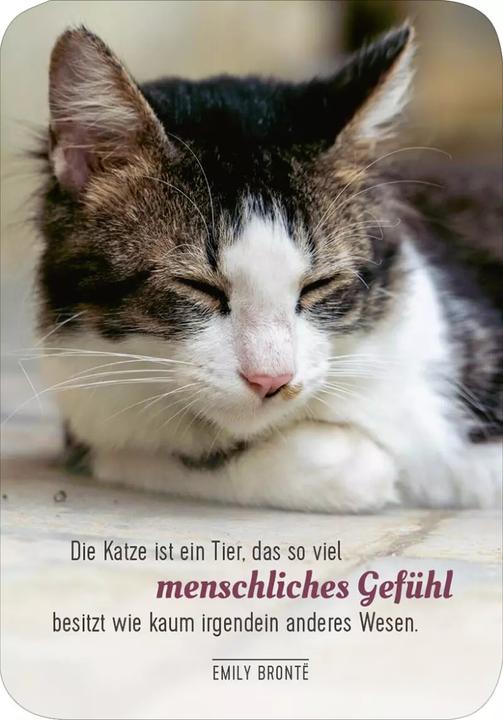 Produktbild Kartenbox Katzenweisheiten (Deutsch, 2023)
