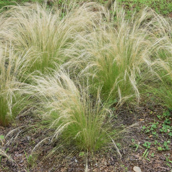 Actual product image Plant in a Box Stipa tenuifolia 'Pony Tails' - Set of 3 ornamental feather grasses (20 cm)