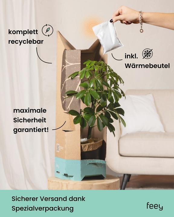 Image du produit feey Zimmertanne (55 cm, Respectueux des animaux, Fraîchement rempotés)