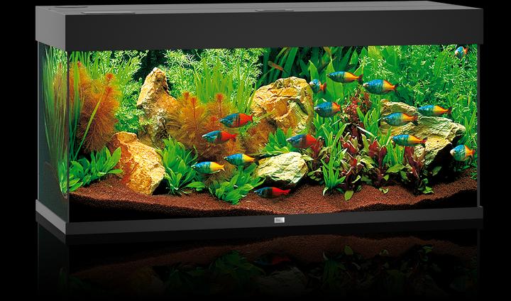 Actual product image Juwel Aquarium Rio (180 l)