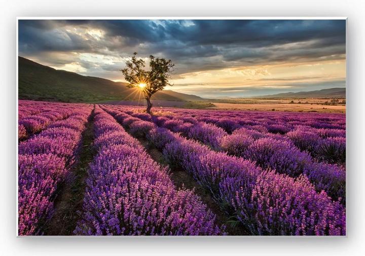 Produktbild Trenddeko Lavendelblüte in der Provence (30 x 20 cm)