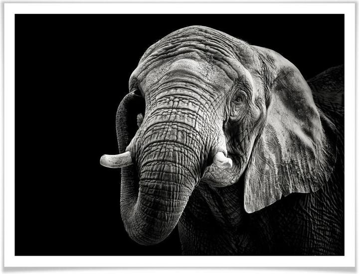 Immagine prodotto Trenddeko L'elefante (50 x 40 cm)