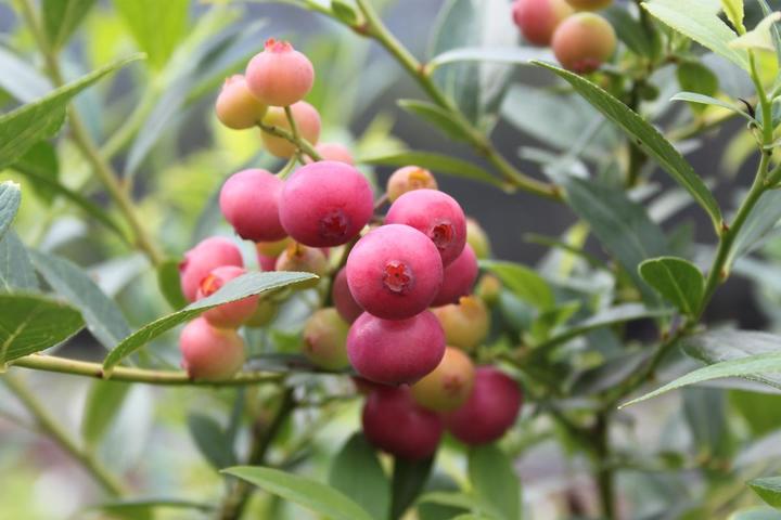 Actual product image Lubera Blueberry duo Buddy Blue Pink Lemonade
