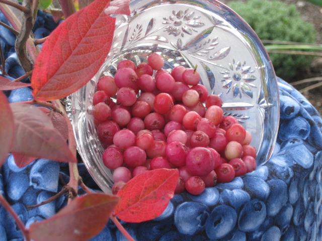 Actual product image Lubera Blueberry duo Buddy Blue Pink Lemonade