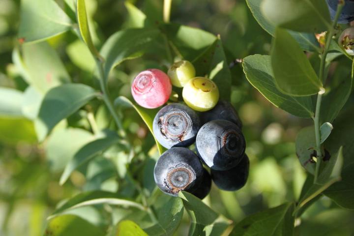 Actual product image Lubera Blueberry duo Buddy Blue Pink Lemonade