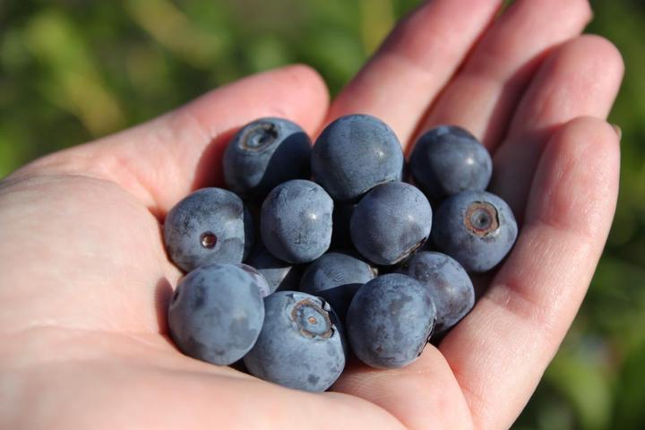 Actual product image Lubera Blueberry duo Buddy Blue Pink Lemonade