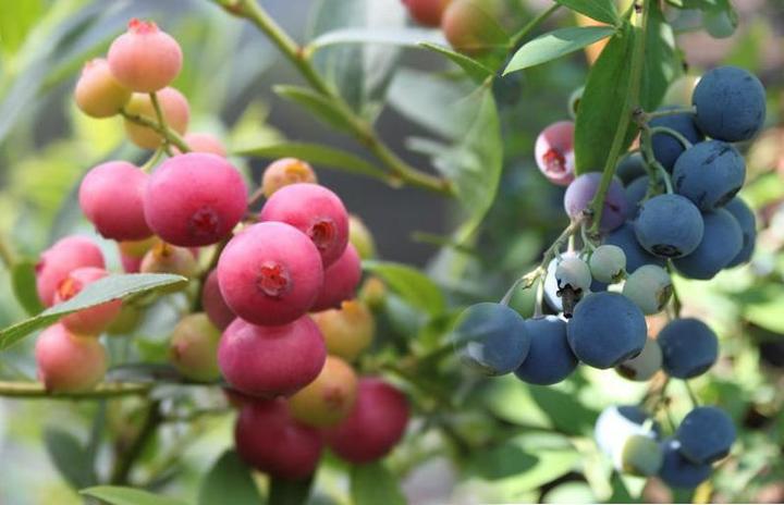 Actual product image Lubera Blueberry duo Buddy Blue Pink Lemonade
