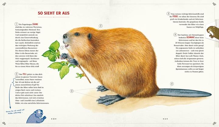 Produktbild Die Schule der magischen Tiere: Mister Morrisons gesammeltes Tierwissen (Deutsch, Martin Verg, Margit Auer, 2022)
