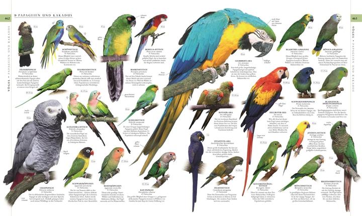 Immagine prodotto Die Natur in über 5000 Fotos (Tedesco, David Bernie, 2021)