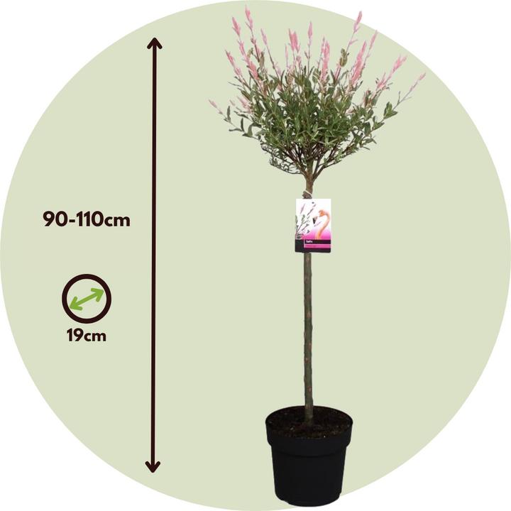 Actual product image Plant in a Box Salix integra 'Flamingo' (100 cm)