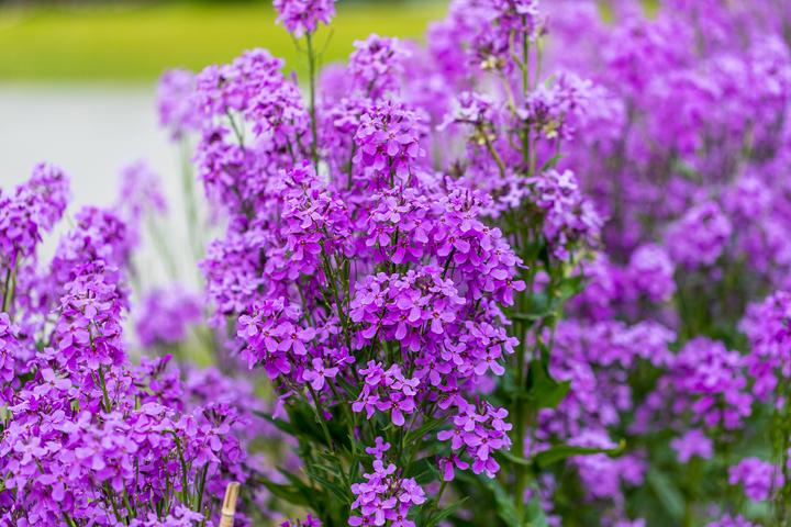 Image du produit Zollinger Bio Violette de nuit, Fleur bleue (plante bisannuelle) (Plante bulbeuse)