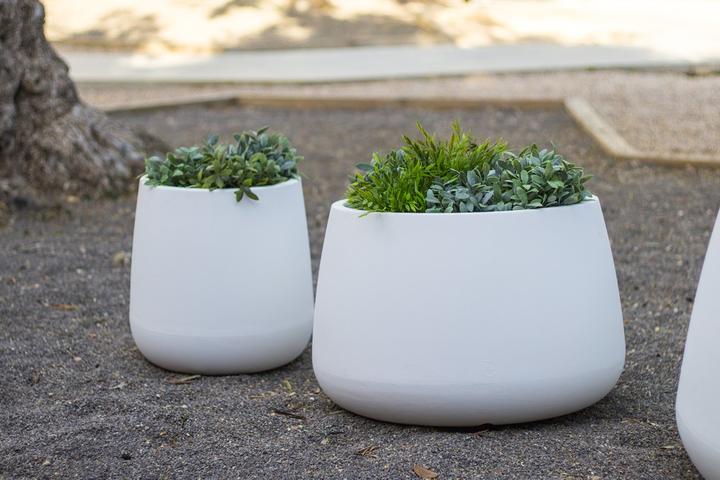Image du produit Newgarden Camelia 80 (79 cm)