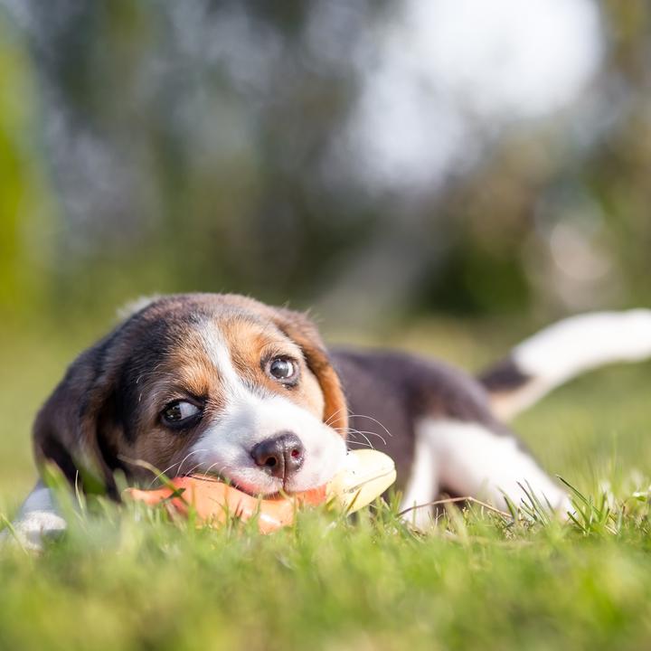 Actual product image Relaxdays Sausage Rope Chew Toy for Dogs (Tug toy dog)