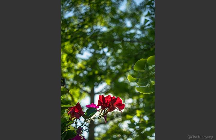Productafbeelding Samyang AF 35mm F/2.8 FE, Sony E-Mount (Sony E, Volledig formaat)