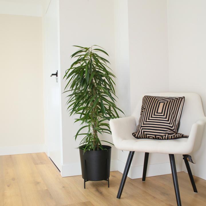 Actual product image Plant in a Box Ficus Binnendijckii Alii - violin plant (100 cm)