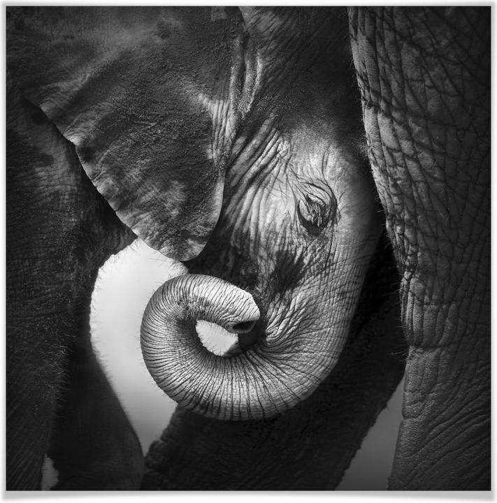 Image du produit Trenddeko Le bébé éléphant (60 x 60 cm)