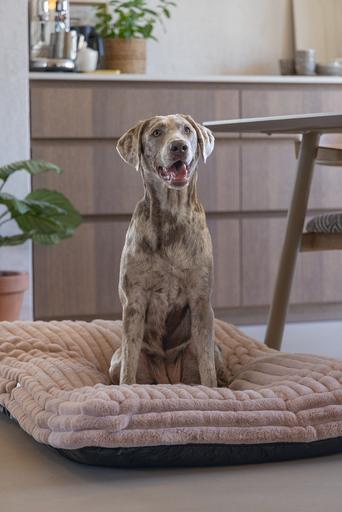 Actual product image Designed by Lotte Reza reclining cushion (Dog)