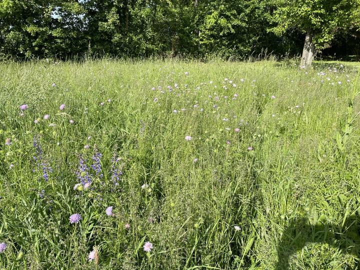 Image du produit Juliwa-Hesa Blumenwiese – für alle Böden (Graines de fleurs)