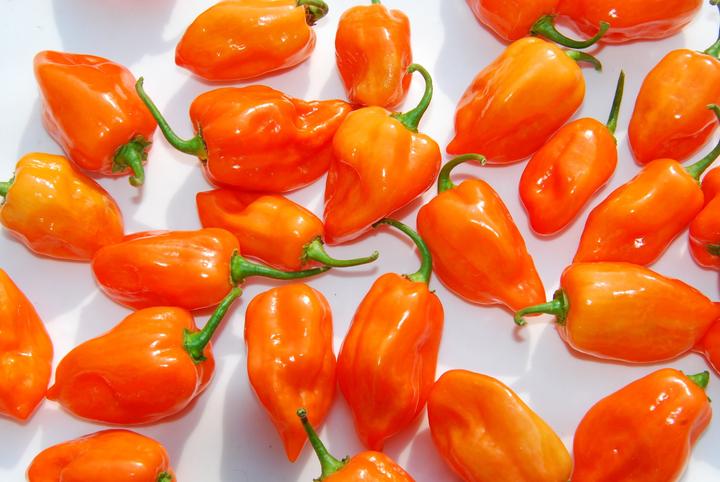 Immagine prodotto Zollinger Bio Peperoncino, Habanero (Semi di verdura)