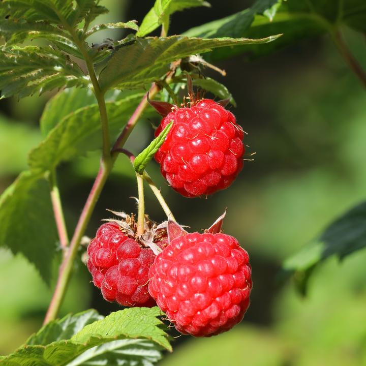 Immagine prodotto Plant in a Box Rubus ideaus 'Autumn Bliss' - 6er Set Himbeerpflanzen (25 cm)