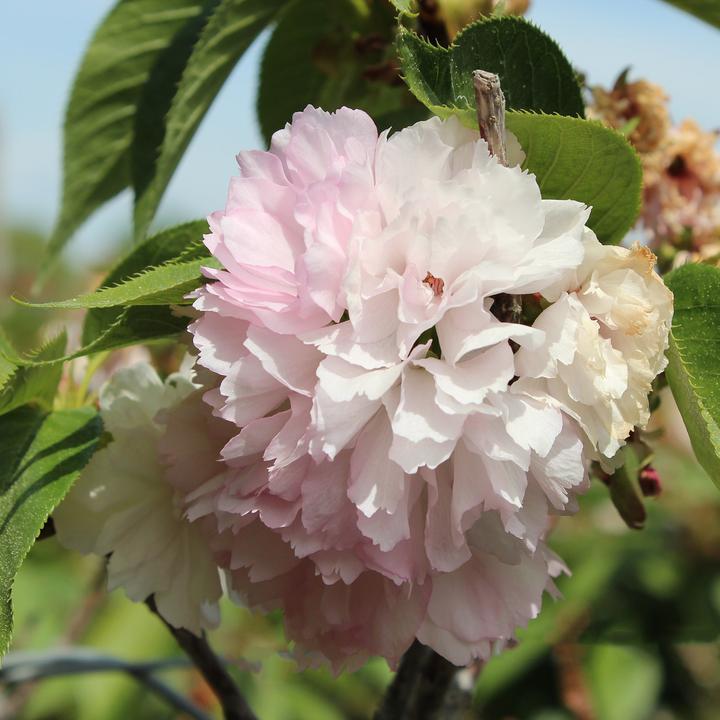 Image du produit Zulauf Jap. Nelken-Kirsche / Prunus serr. 'Kanzan' (80 cm)