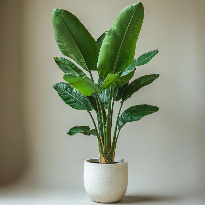 Image du produit Plant in a Box Strelitzia Nicolai - Fleur d'oiseau de paradis (55 cm)