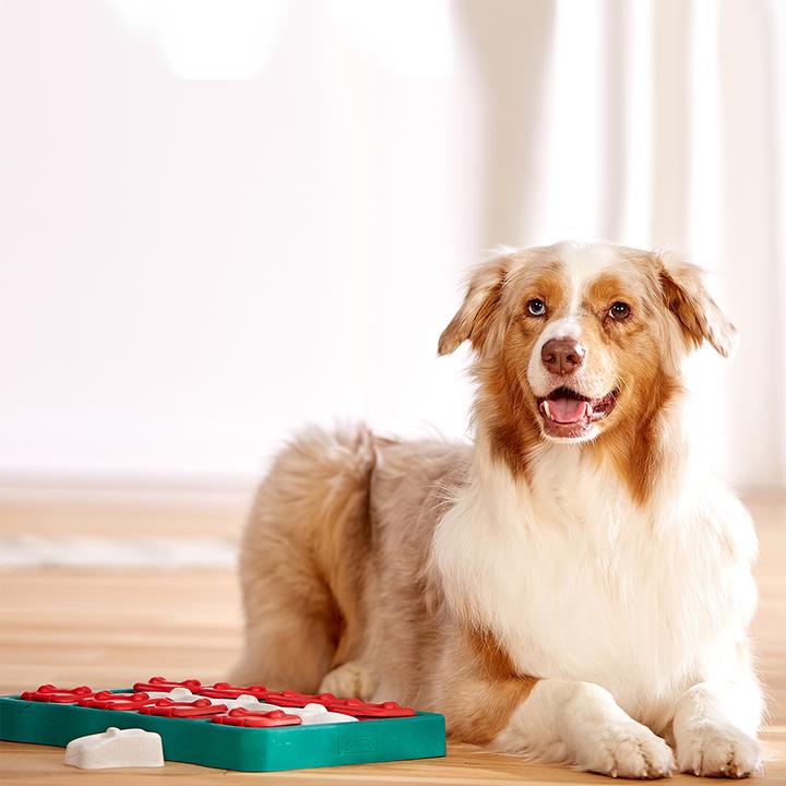 Actual product image Nina Ottosson dog brick (Intelligence toy dog)