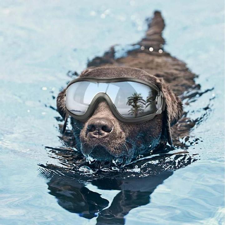 Actual product image Suba Hundebrille (Dog bathrobe)