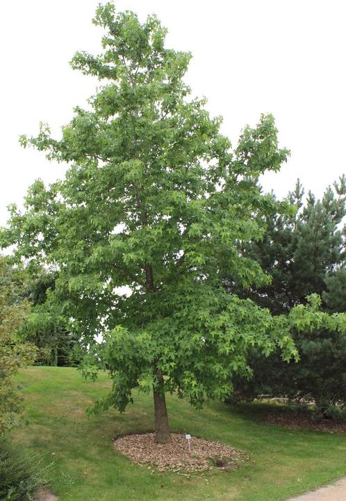 Produktbild Lubera Amberbaum, Seesternbaum