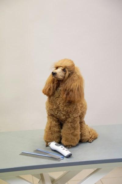Produktbild Kerbl Fellkamm (Katze, Hund)