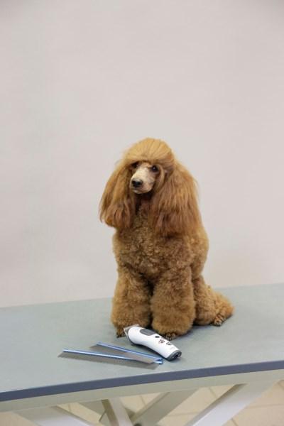 Produktbild Kerbl Fellkamm (Katze, Hund)
