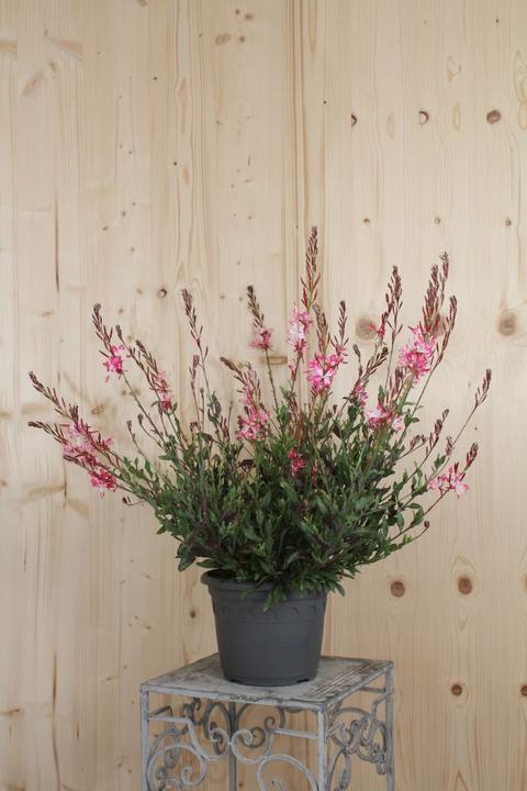 Produktbild Säntispracht Die Prachtkerze, ein Sommerdauerblüher - Gaura lindheimeri 'Rosyjane' (50 cm)