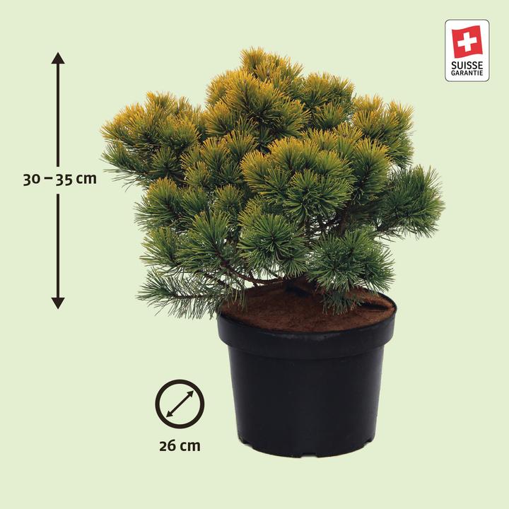 Actual product image Zulauf Zwerg-Berg-Föhre / Pinus mugo 'Winter Gold' (35 cm)