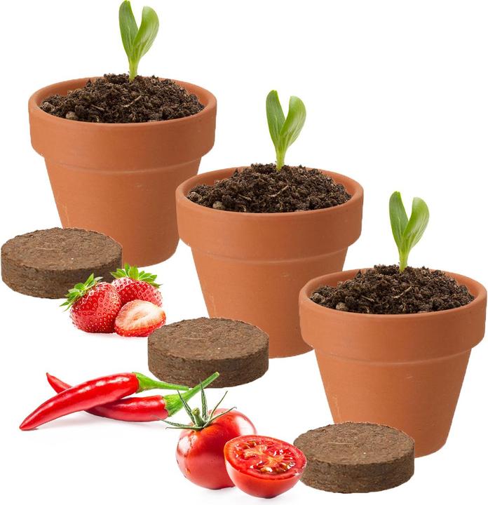 Actual product image ProGarden Mini Gewächshaus mit Anzuchtset - Tomate, Erdbeer und Chilis
