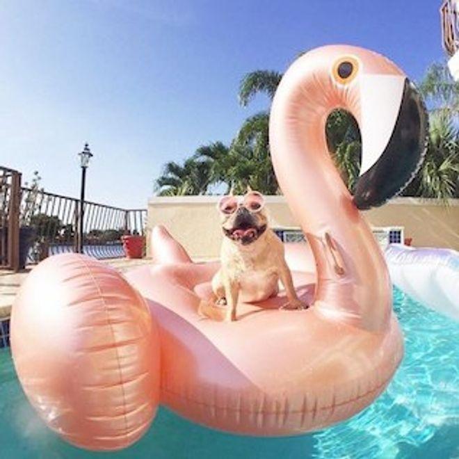 Actual product image Flamingo