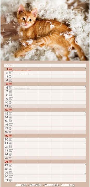Produktbild Kalender Katzenkinder 24.5 x 51.5 cm (24.5 x 51.5 cm)