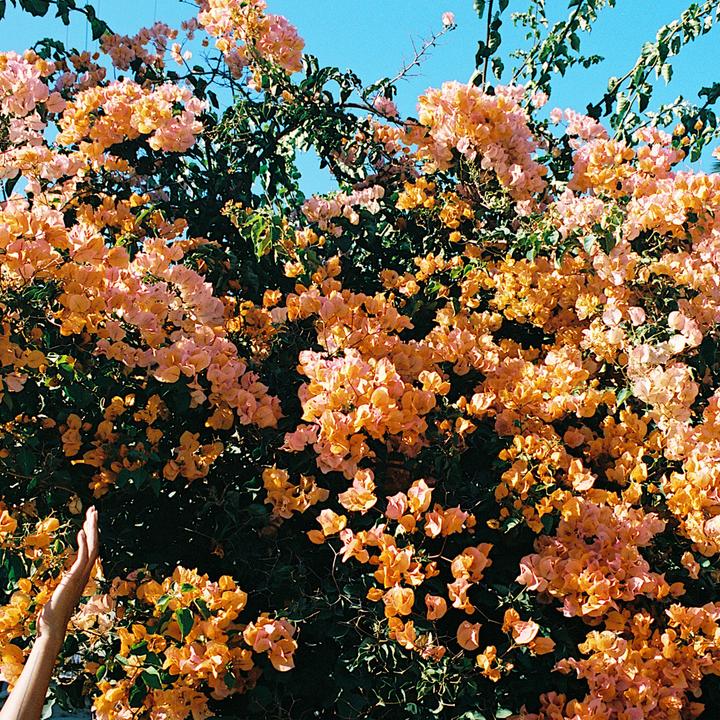 Produktbild Plant in a Box Bougainvillea 'Dania' - (50 cm)