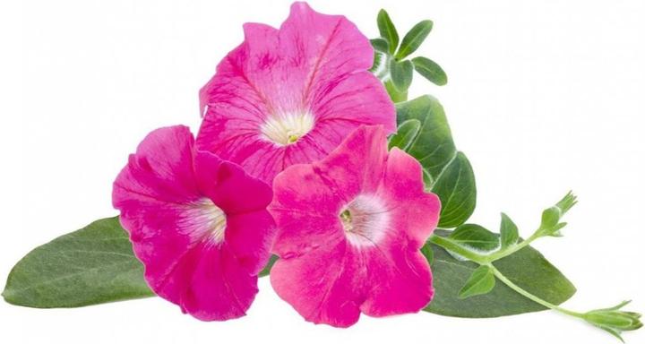 Image du produit Click and Grow Semences de pétunia rose, paquet de 3 (Graines de plantes)
