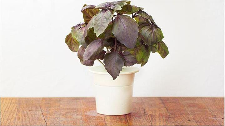 Actual product image Click and Grow Red basil (Herb seeds)
