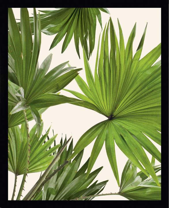 Produktbild G&C Gallery Palm Leaves 1 (25 x 20 cm)
