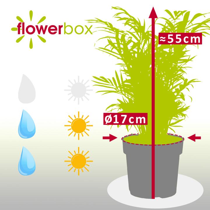 Produktbild Flowerbox Bergpalme - Chamaedorea elegans (55 cm)