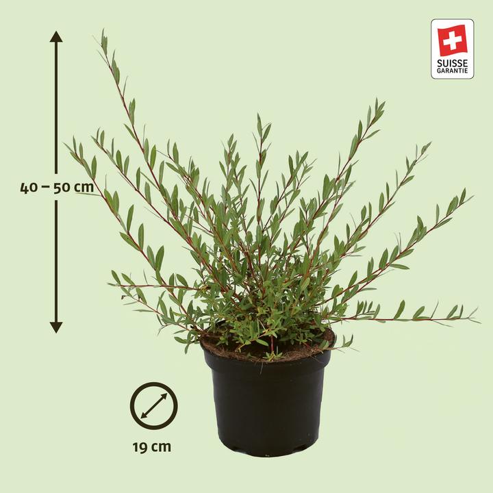 Actual product image Zulauf Purple Osier, Purple Willow (50 cm)