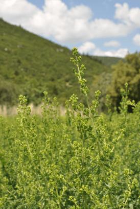 Produktbild Sonnentor Oregano (18 g)