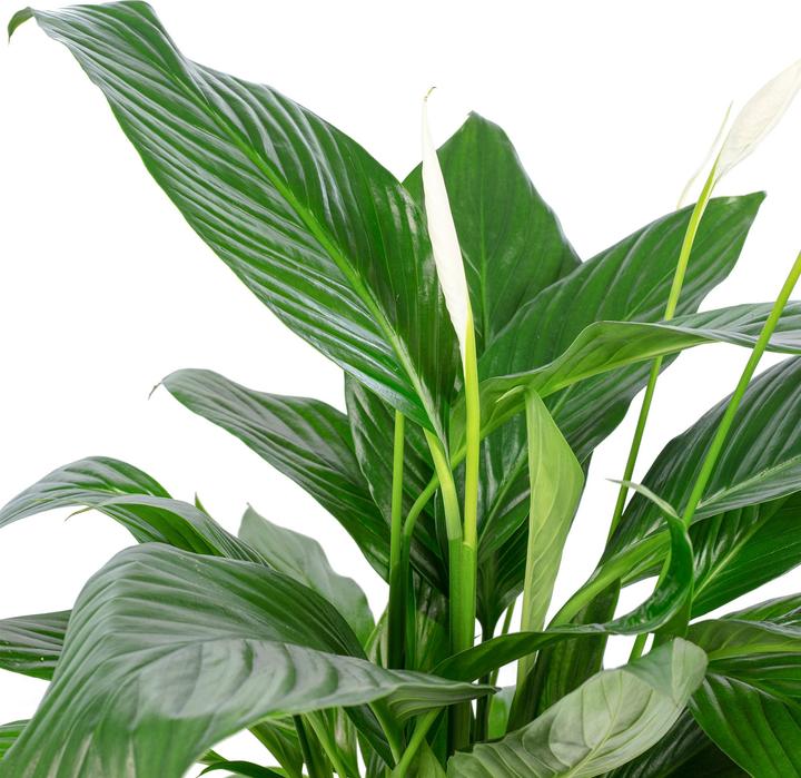 Produktbild Flowerbox Einblatt - Spathiphyllum (70 cm)
