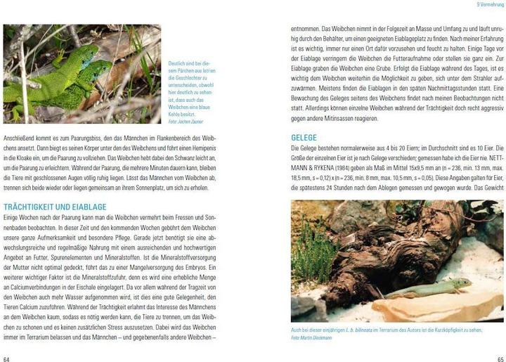 Produktbild Smaragdeidechsen Lacerta bilineata und Lacerta viridis (Deutsch, Martin Dieckmann, 2017)