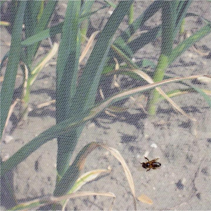 Produktbild Andermatt Biogarten Filbio-Kulturschutznetz