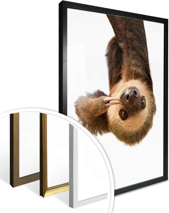 Actual product image Trenddeko The Sloth (60 x 80 cm)
