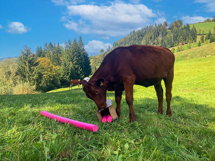 Immagine prodotto Smartbox Muh-mente in fattoria: coccole alle mucche e altro per 4 persone vicino a Berna (4 pers.)
