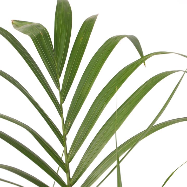 Immagine prodotto Plant in a Box Howea forsteriana - Palma della Kentia (130 cm)