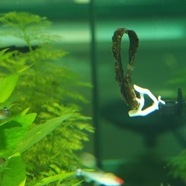 Immagine prodotto JBL Aquaristik und Terraristik Pince à nourriture, 2 pezzi